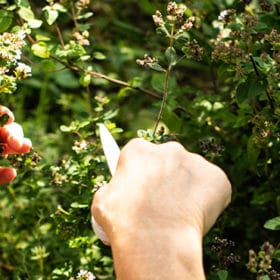 La nutrition holistique : de quoi s'agit-il et comment inclure les champignons médicinaux ?