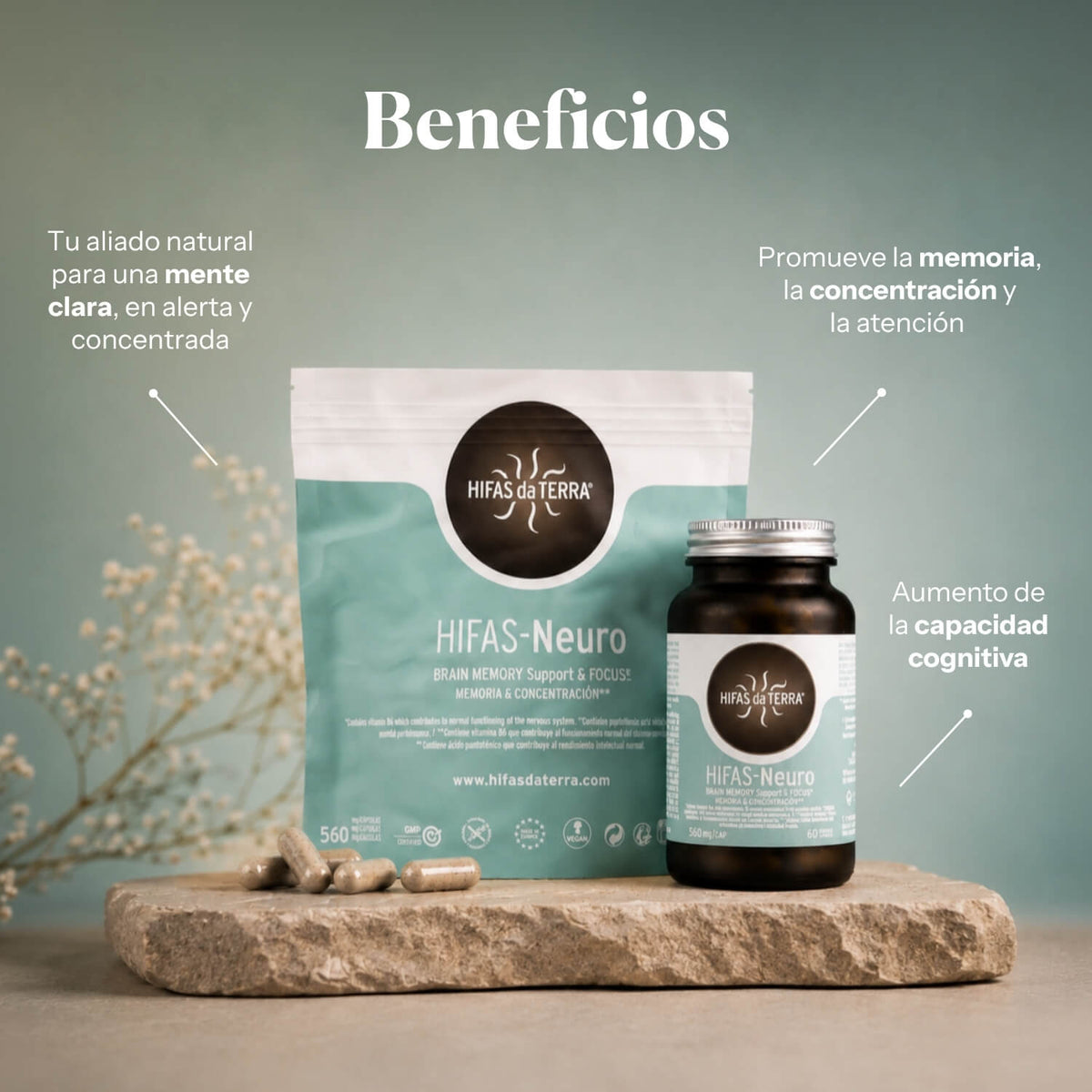 Benefits of Hifas-Neuro: supplement for memory and concentration with Hericium and Chaga | Hifas da Terra