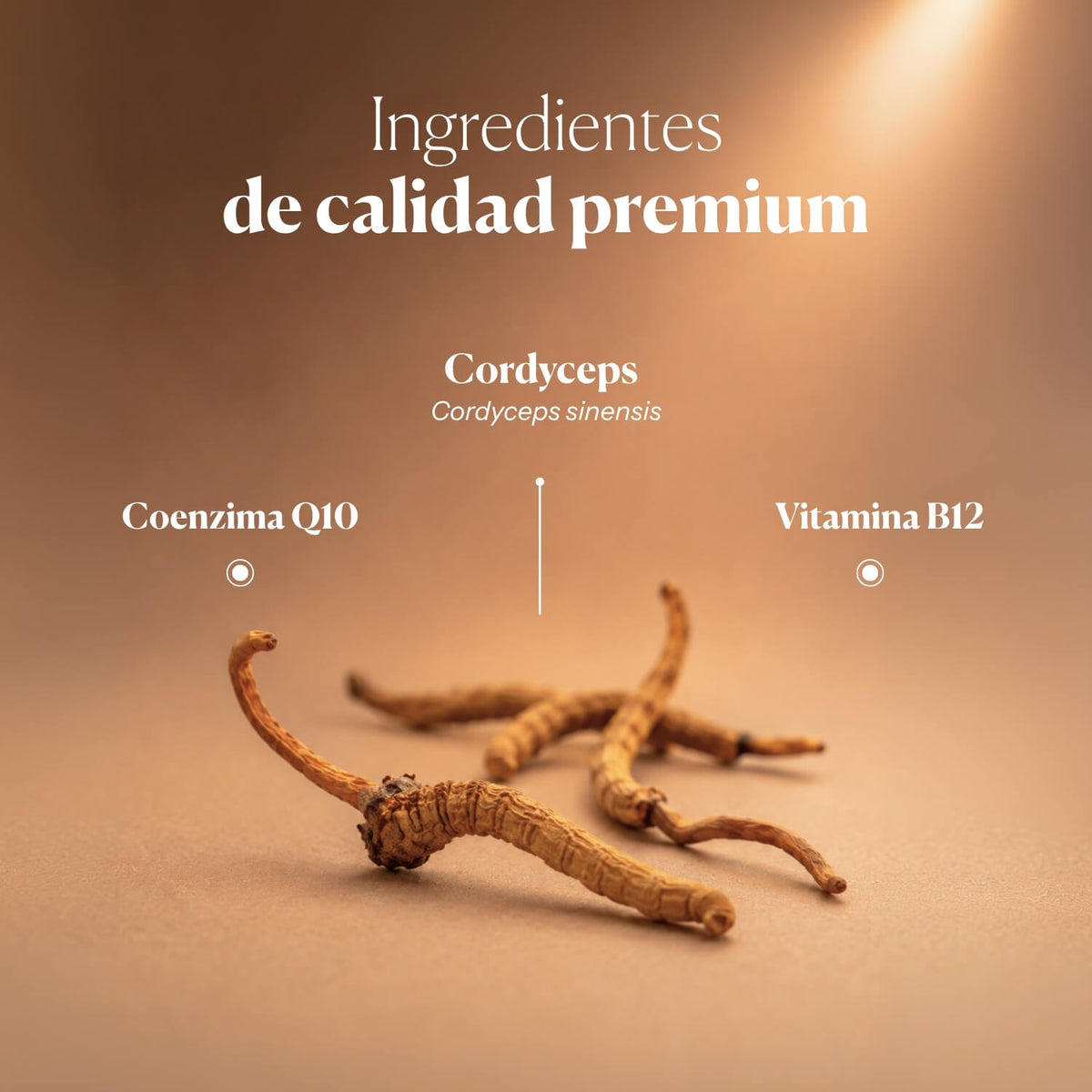 Composición e ingredientes de Hifas-Vitality | Hifas da Terra