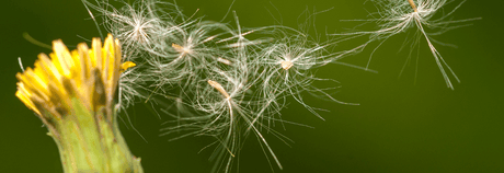 How to calm Hay Fever naturally