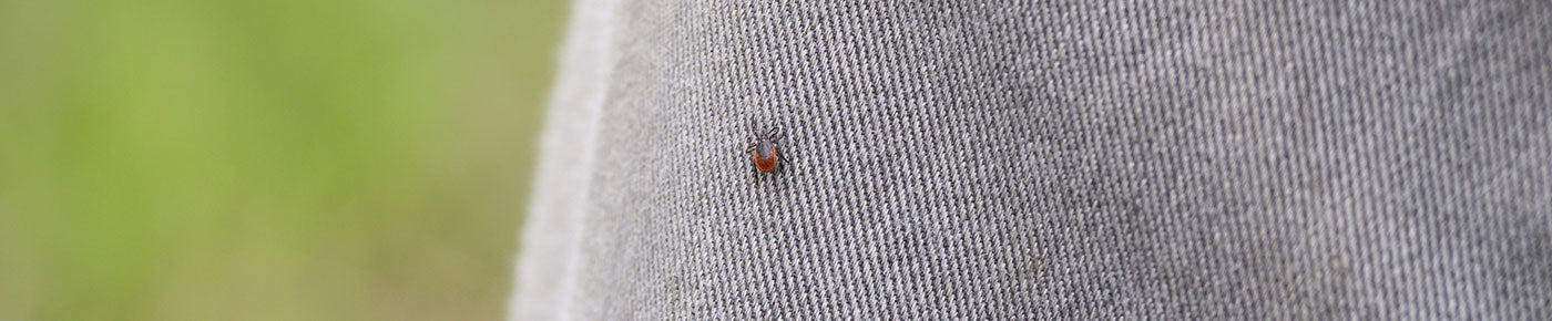 Qué necesitas saber sobre las picaduras de garrapata y la enfermedad de Lyme