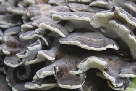 Shiitake, Reishi, Maitake, una tríada de hongos medicinales de ayuda en caso de colesterol