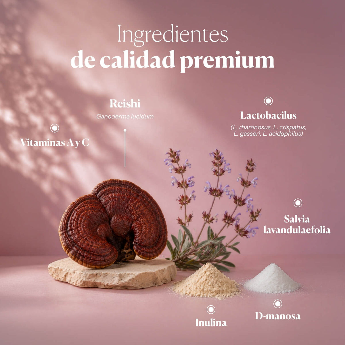 Composición e ingredientes de Hifas-INTIMA Oral | Hifas da Terra