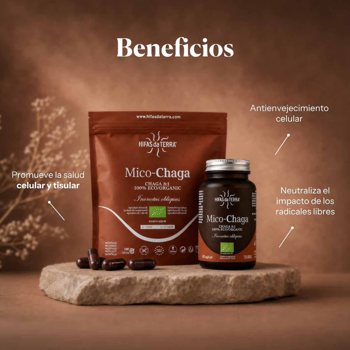 Beneficios de Mico-Chaga: extracto puro ecológico de Chaga (Inonotus obliquus) | Hifas da Terra
