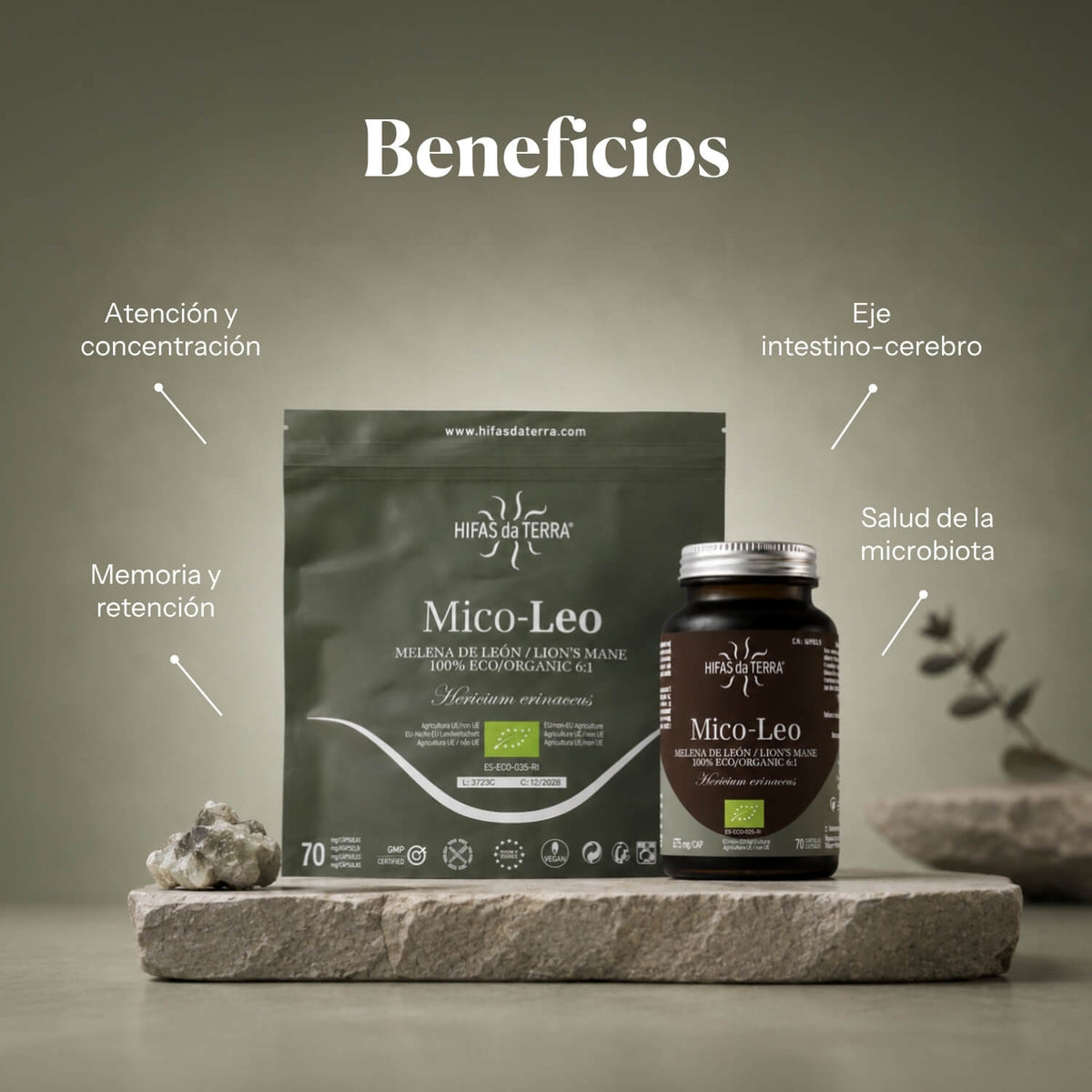 Beneficios de Mico-Leo: extracto puro ecológico de Melena de león (Hericium erinaceus) | Hifas da Terra
