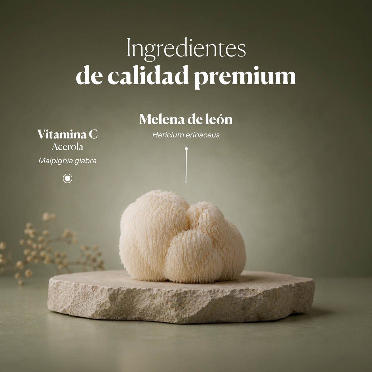 Composición e ingredientes de Mico-Leo | Hifas da Terra
