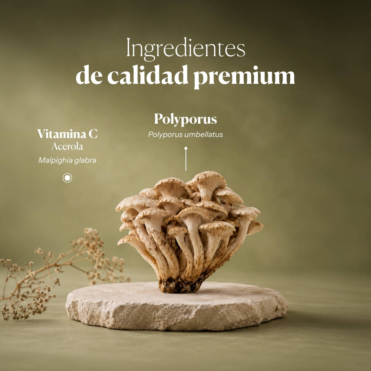 Composición e ingredientes de Mico-Polypor | Hifas da Terra
