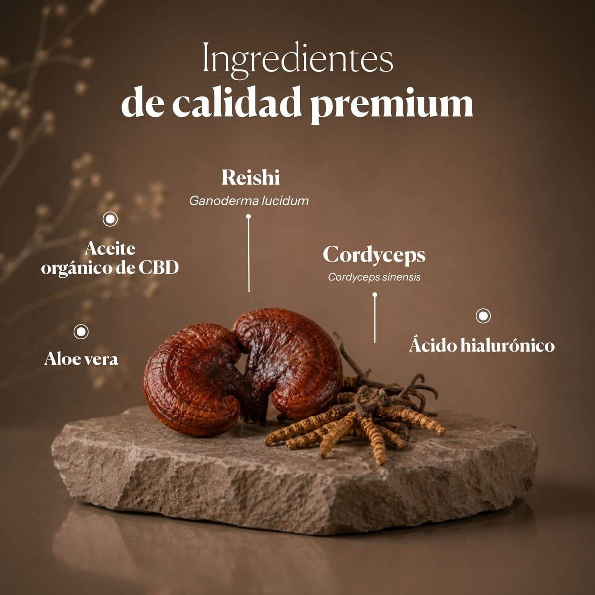 Composición e ingredientes de Mico-Repair Serum | Hifas da Terra