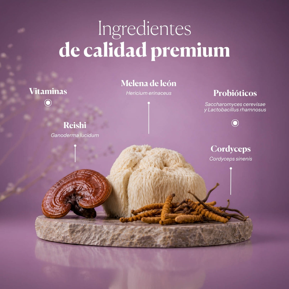 Composición e ingredientes de Papilozumib | Hifas da Terra