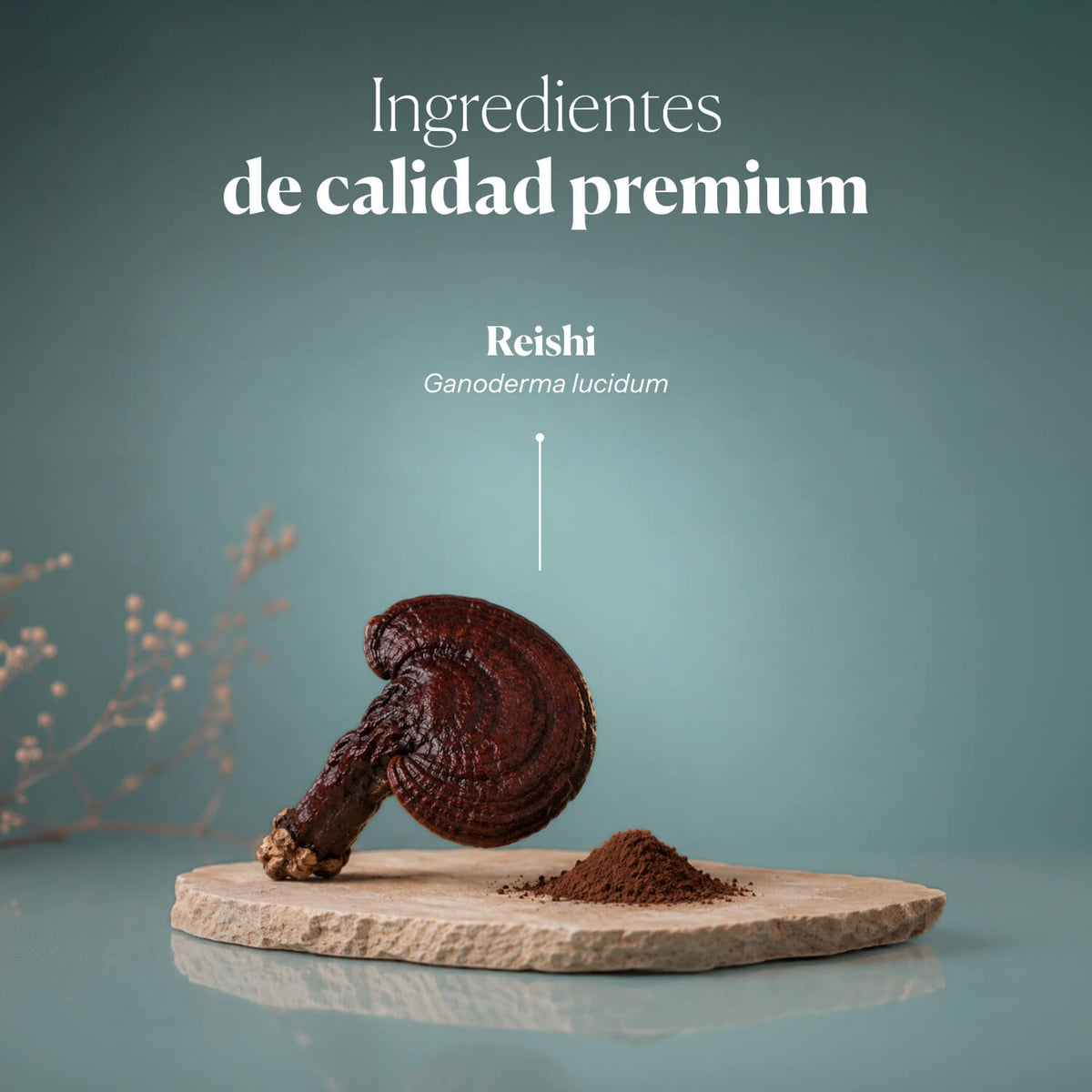 Reishi Antiox 100% Polvo ECO de Reishi
